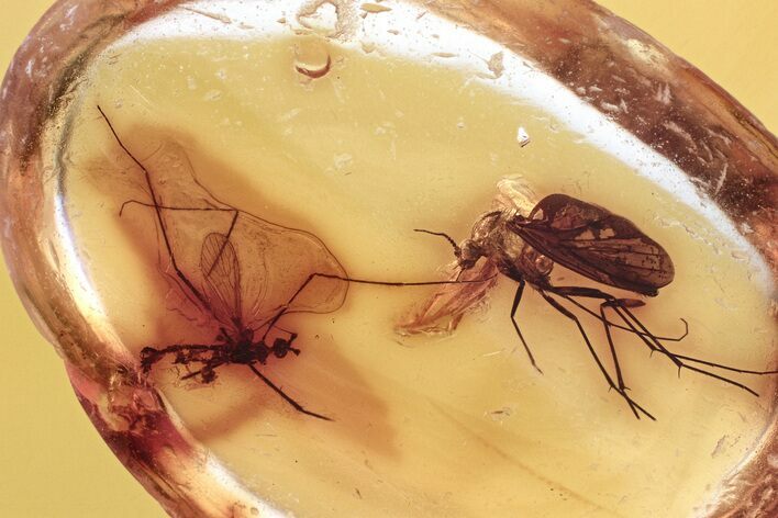 Fossil Crane Fly and Fungus Gnat In Baltic Amber #330717
